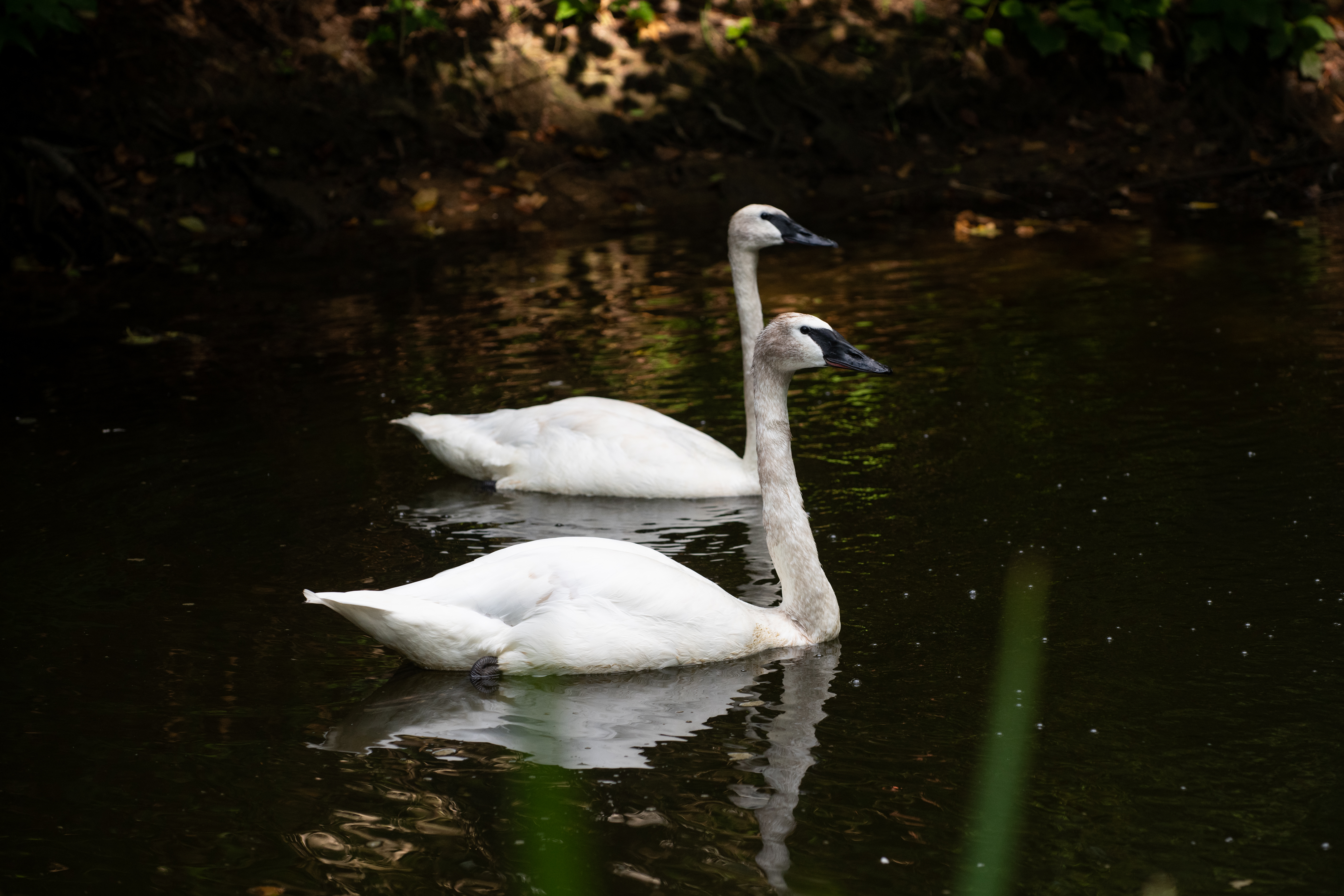 Columbus Zoo | Trumpeter Swan
